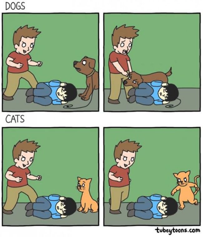 Dogs Vs Cats