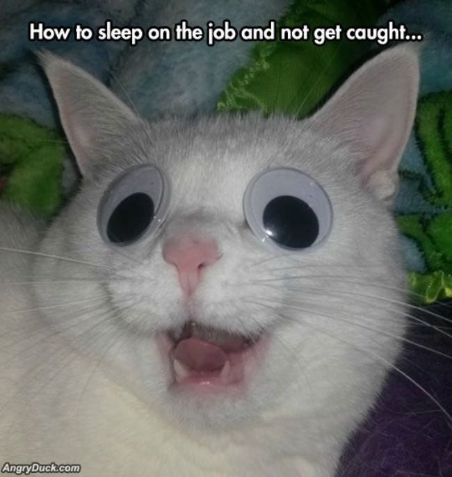 How To Sleep On The Job