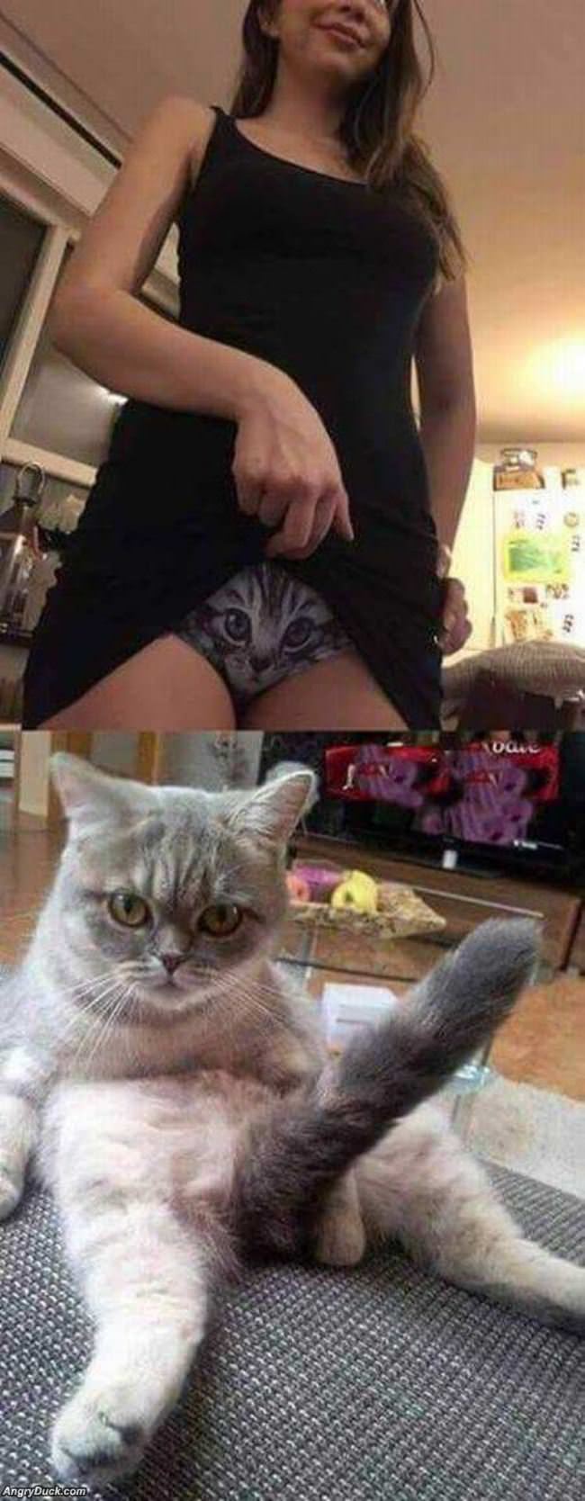Kitty Likes It