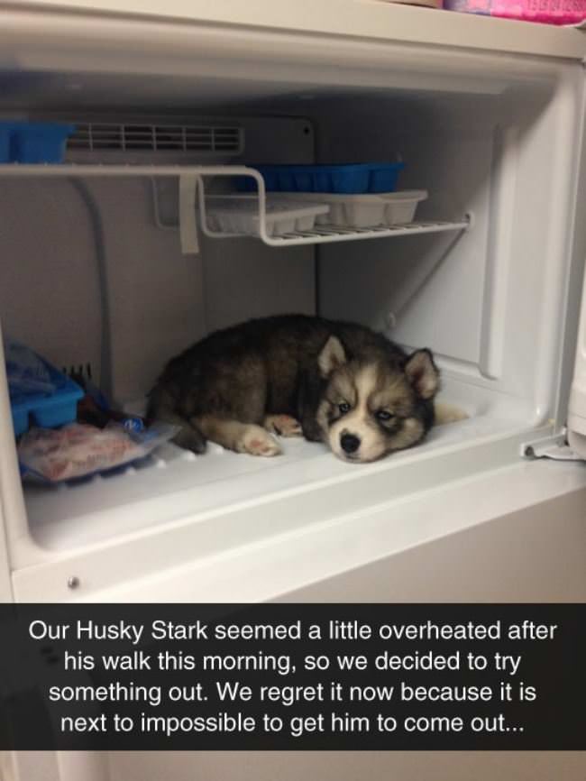 Overheated Husky
