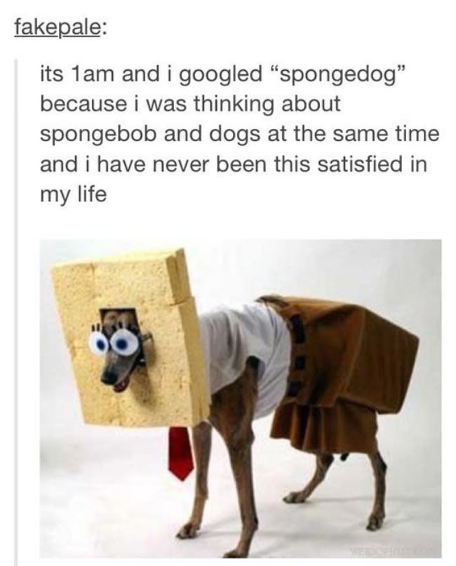 Spongedog