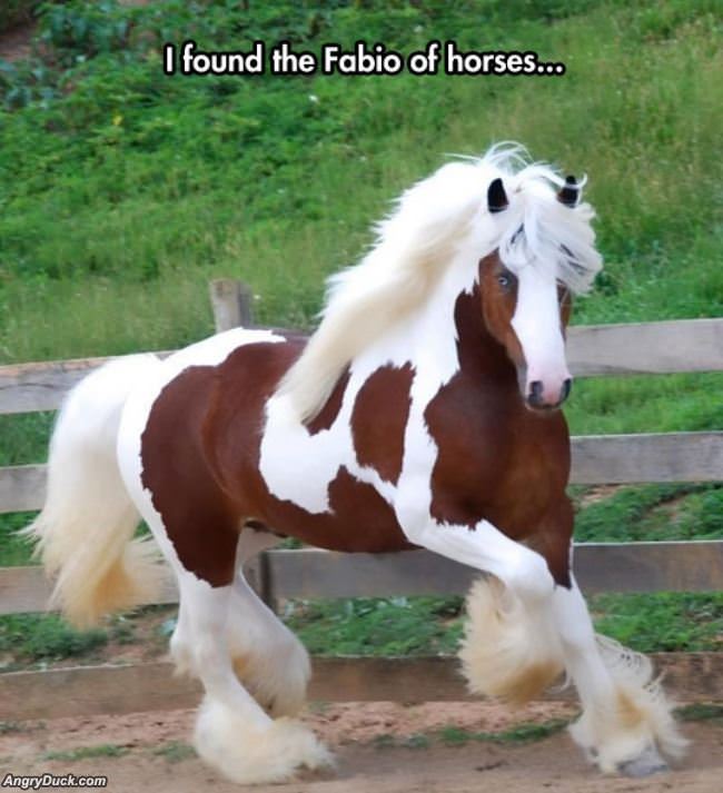 The Fabio Of Horses