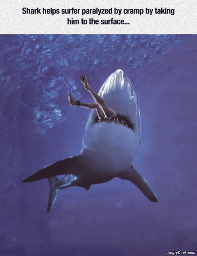 Helpful Shark