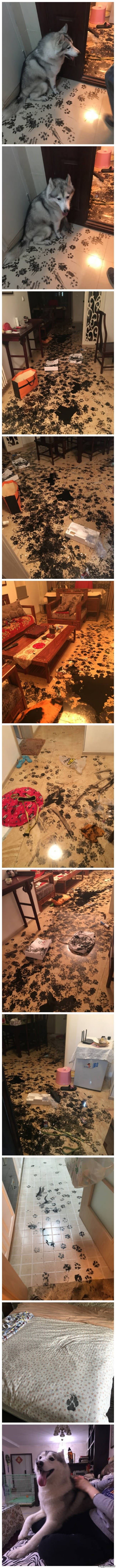 This Dog Made A Mess