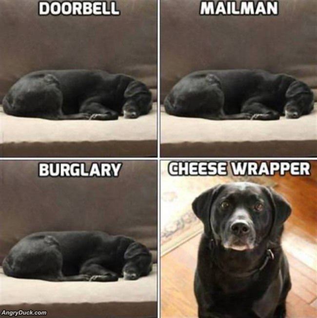 A Dogs Priorities