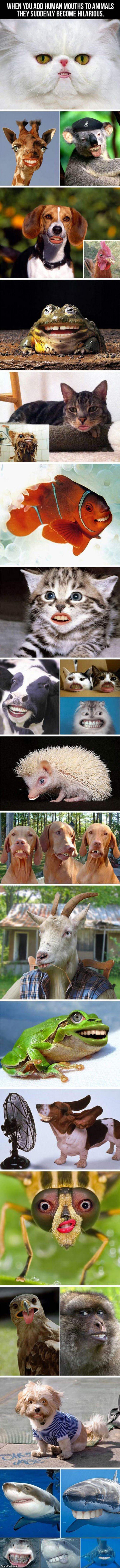 Animals With Human Mouths
