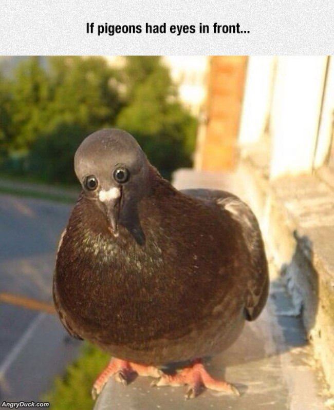 If Pigeons Had Front Eyes