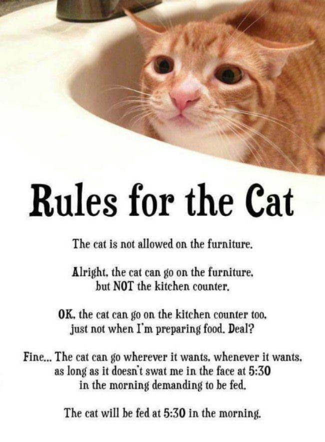 Some Rules For The Cat