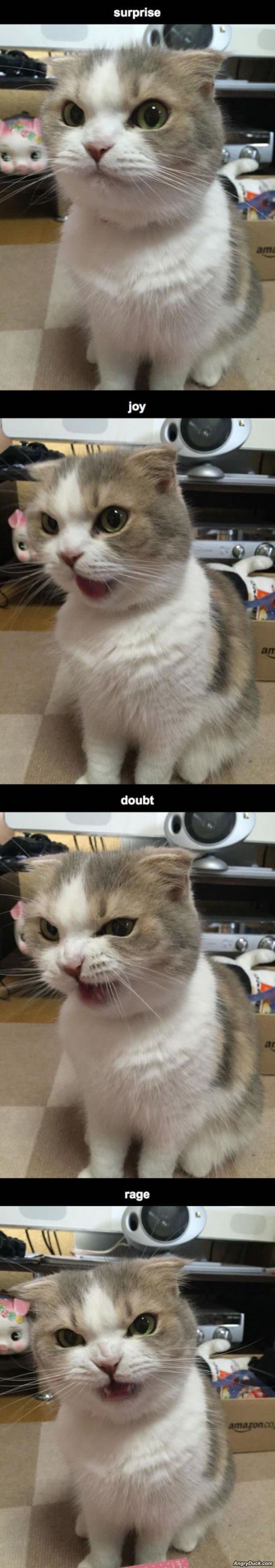 This Cats Many Faces