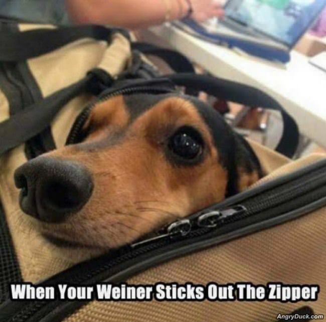 Weiner Sticks Out