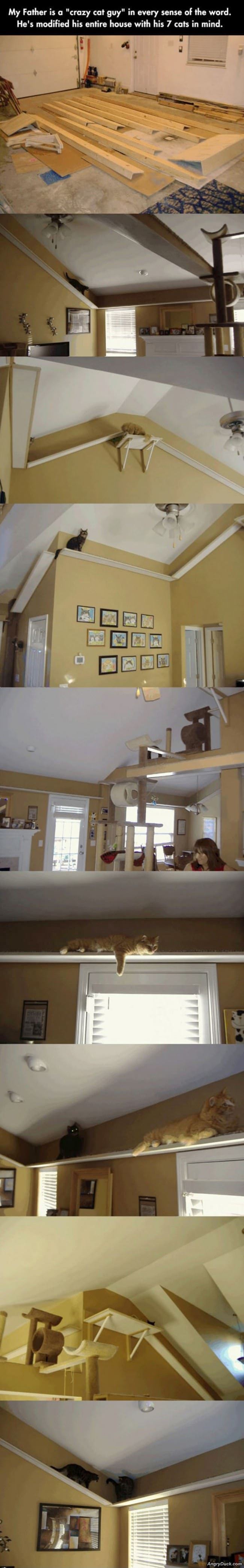 Awesome House For Cats