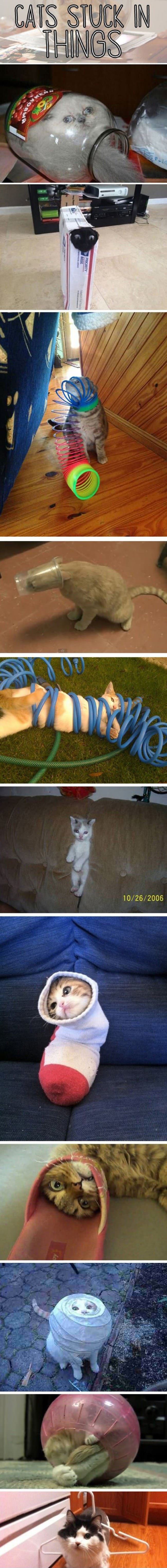 Cats Stuck In Things