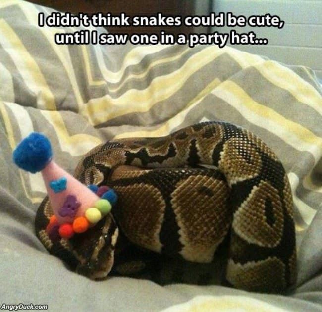Cute Snake