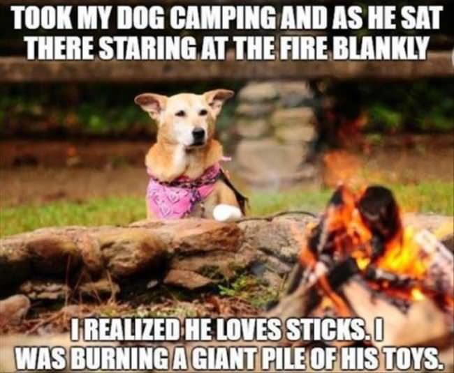 My Dog Watching The Fire