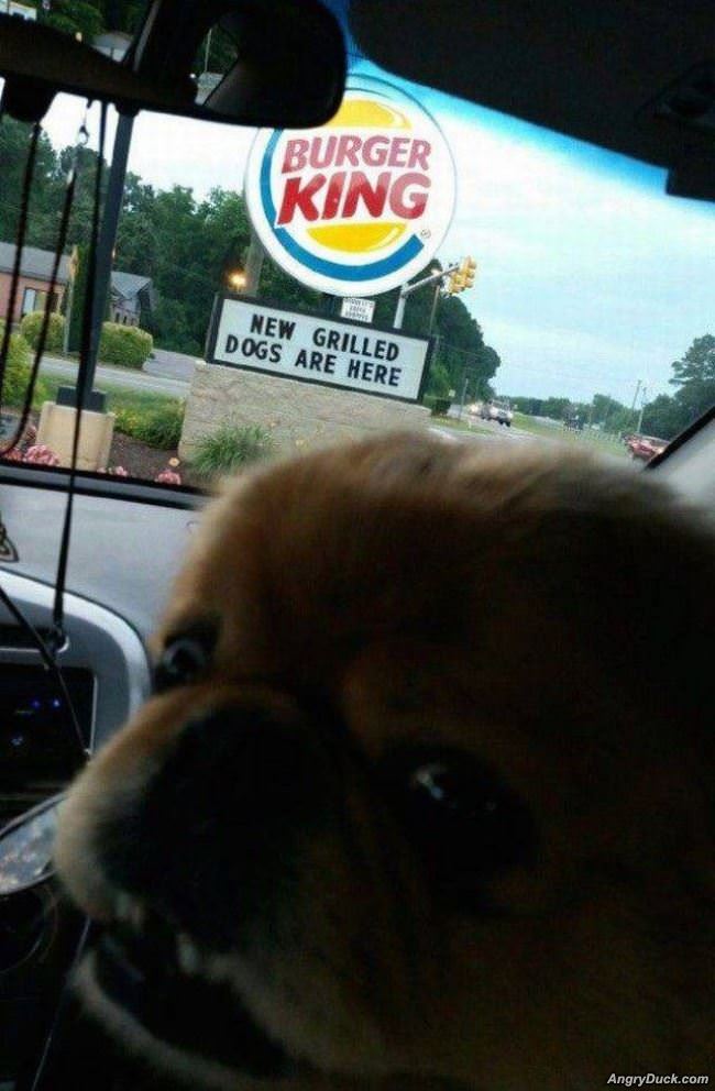 New Grilled Dogs Are Here