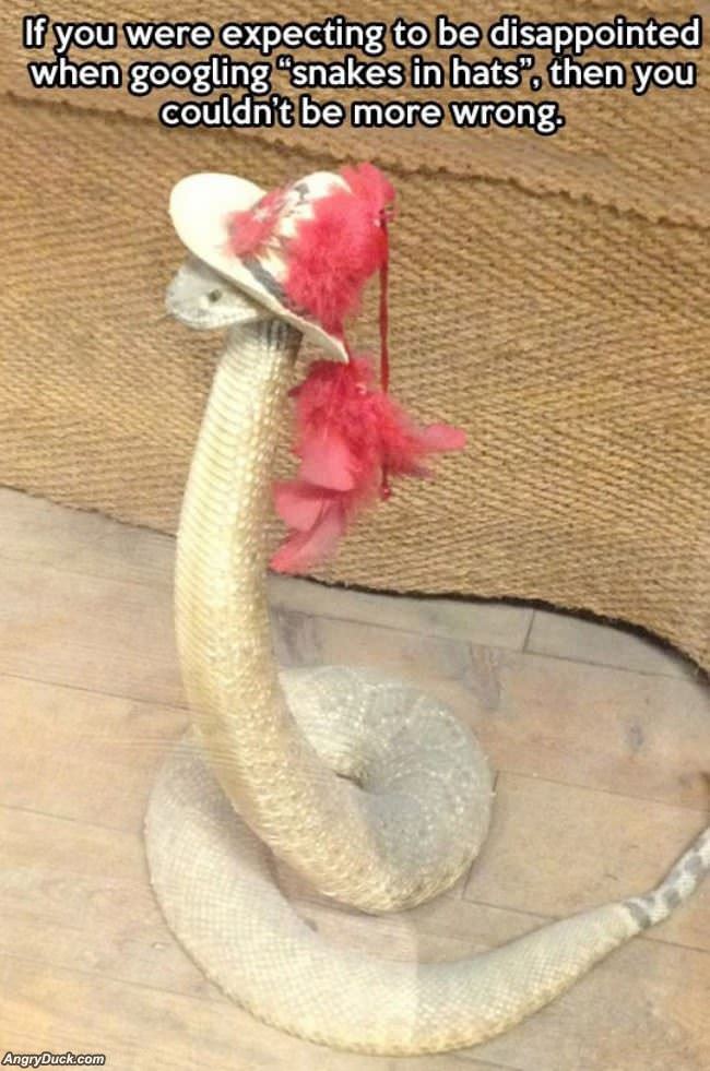 Snakes In Hats