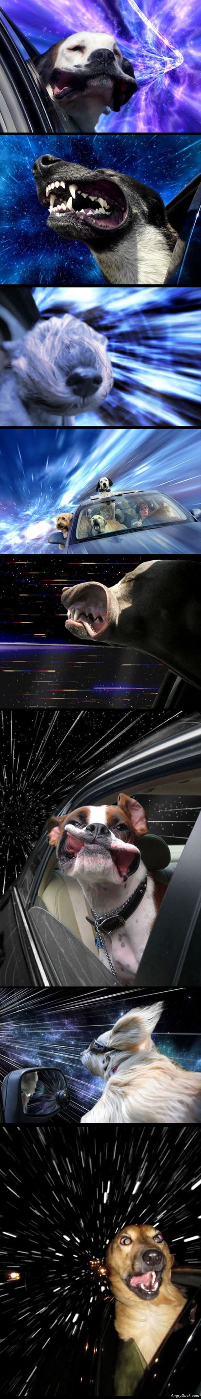 Space Warp Dogs
