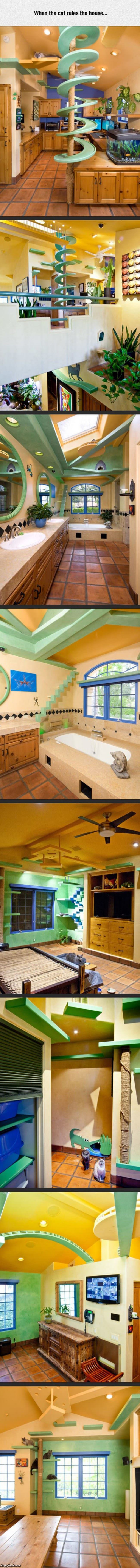 When The Cat Rules The House