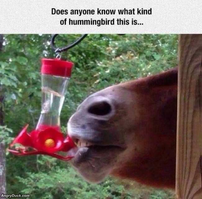 Anyone Know What Kind