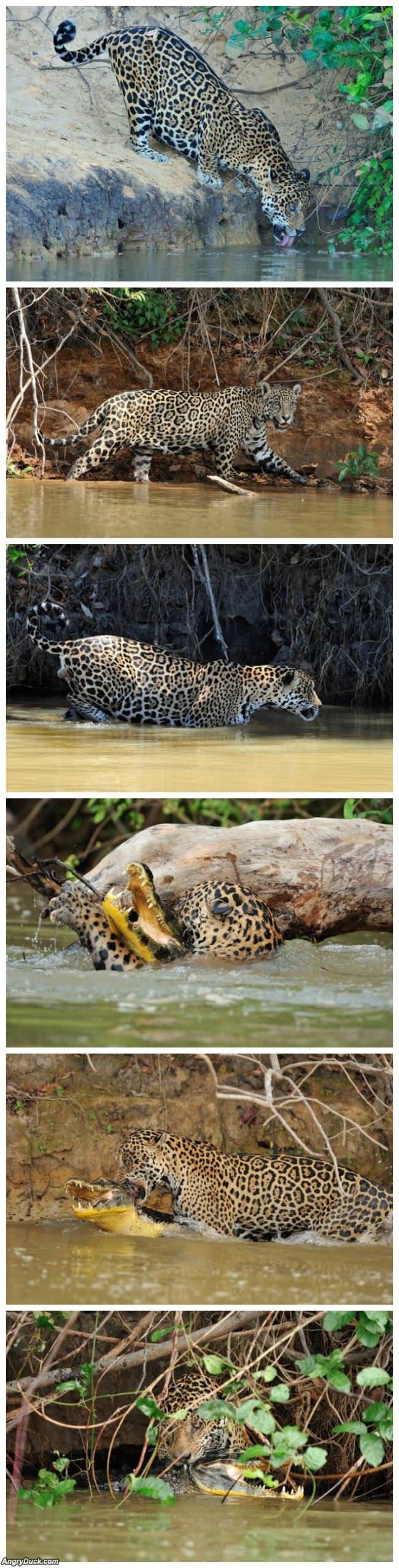 Jaguar Vs Crocodile