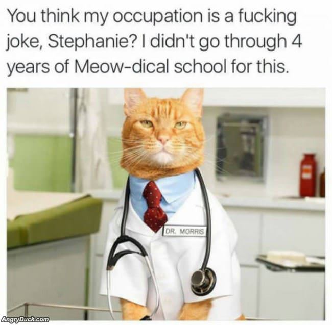 Meowdicle School