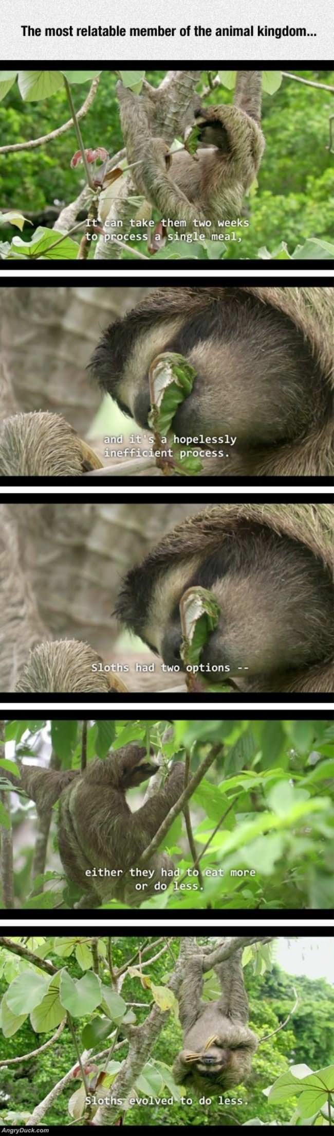Sloths-are-great