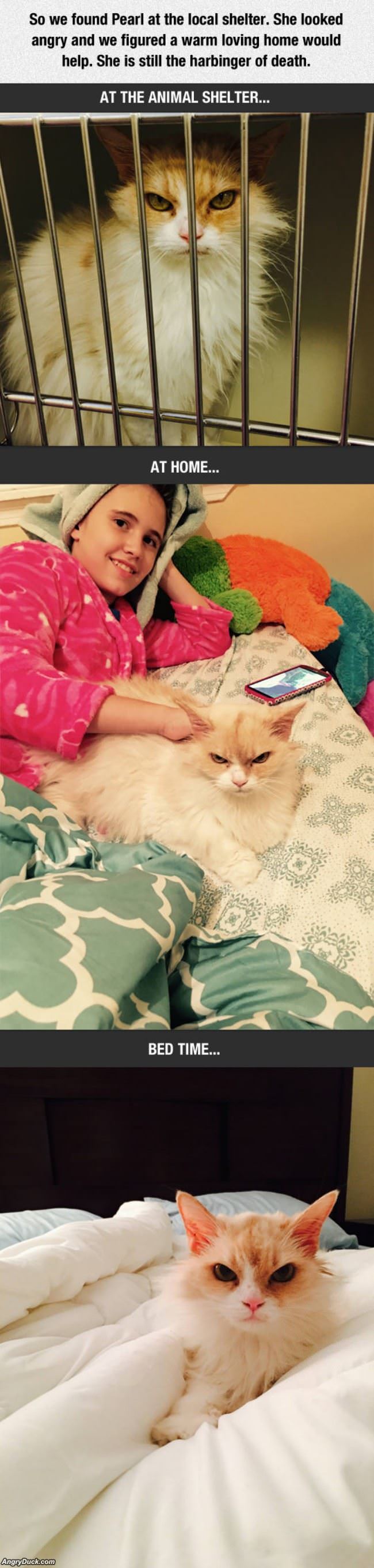 This Cat Is Always Angry