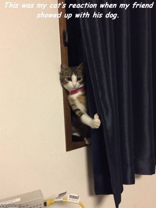 Excuse Me What Is That