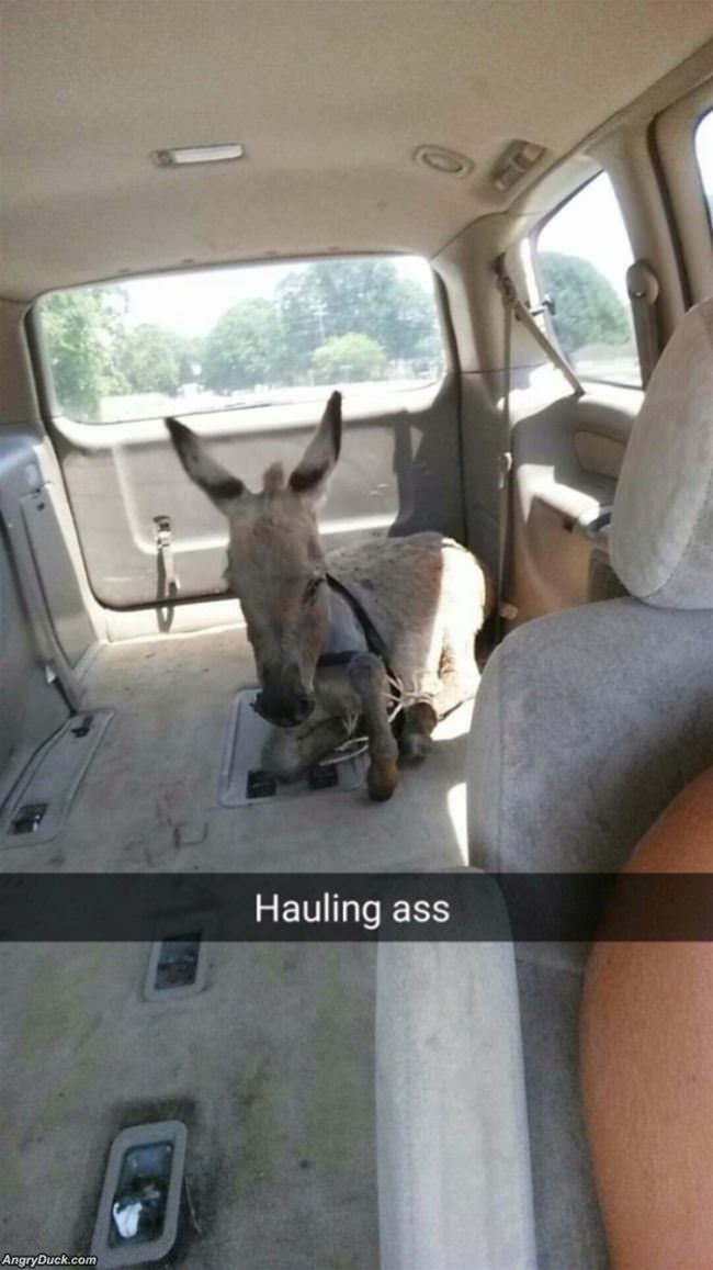 Hauling Ass