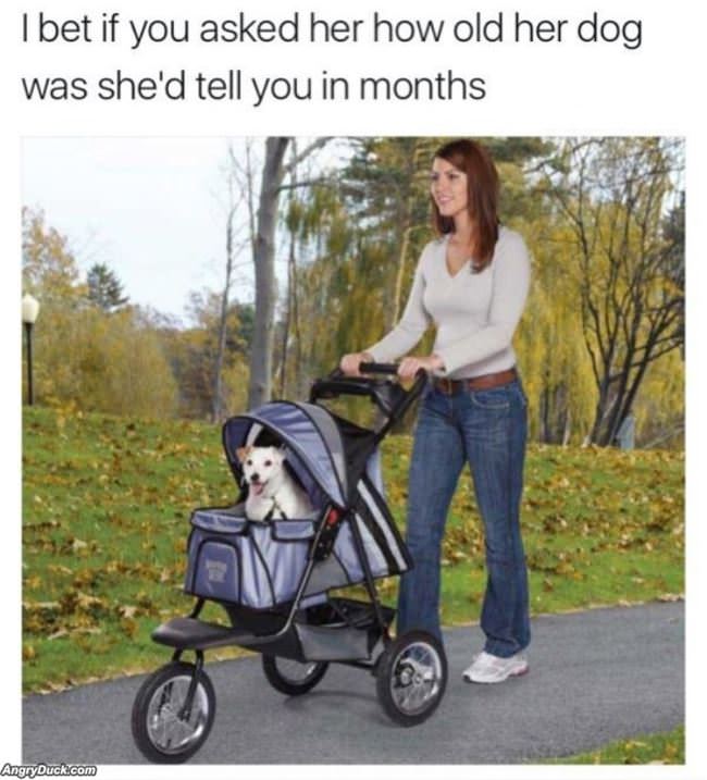 How Old Is Your Dog