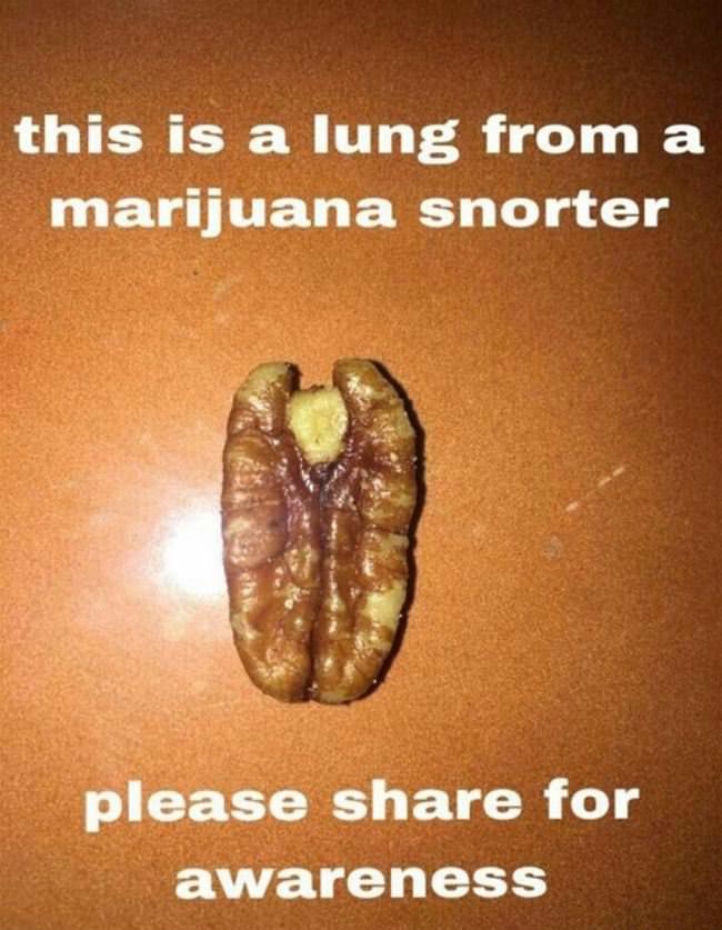 Lung Of A Drug Addict