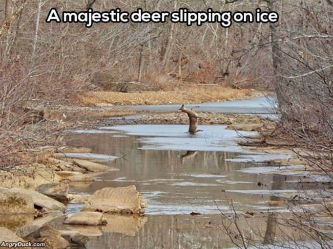 Majestic Deer Slipping