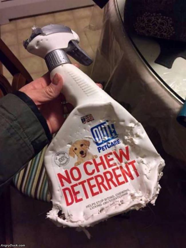 No Chew