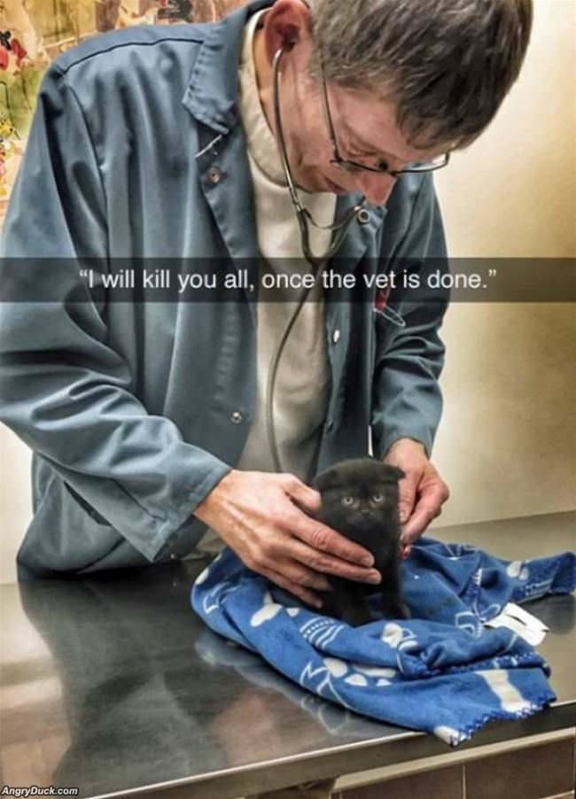 Once The Vet Is Done