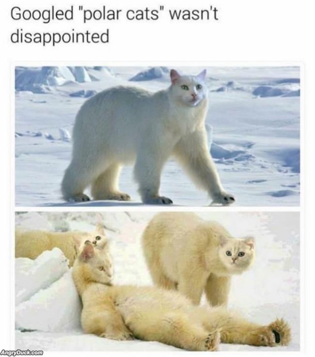 Polar Cats