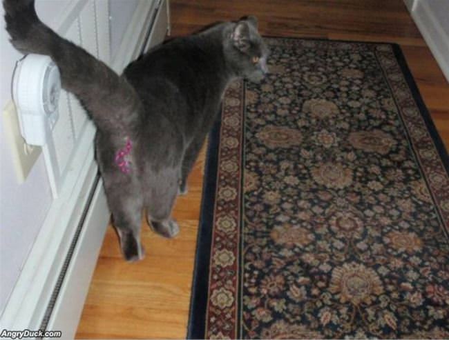 What Did You Eat Cat