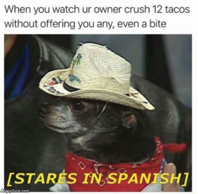 All Those Tacos