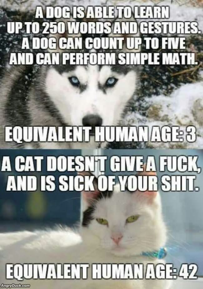 Dogs And Cats