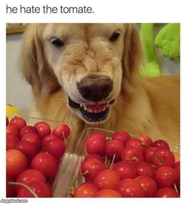 He Hate The Tomate