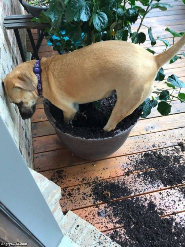 I Can Dig Anywhere