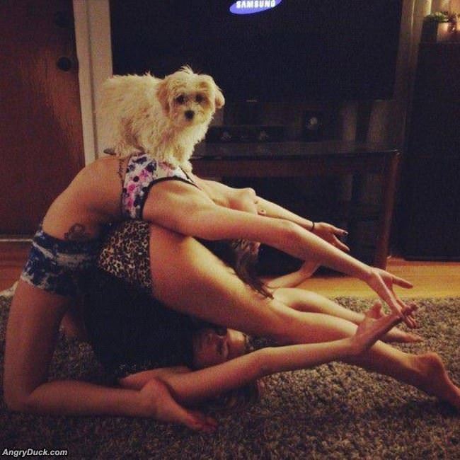 Making The Dog Comfortable