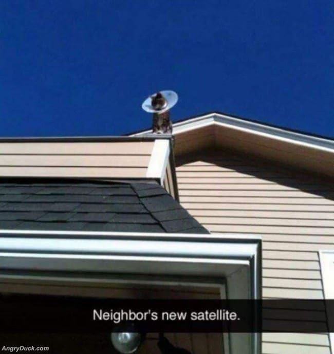 Neighbors New Satellite