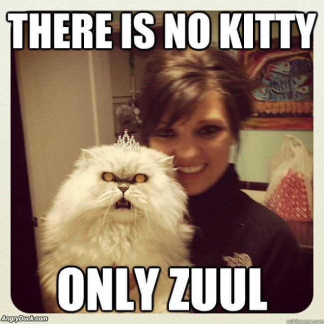 No Kitty