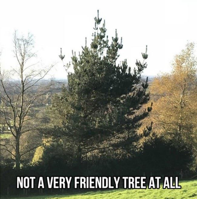 Not A Friendly Tree