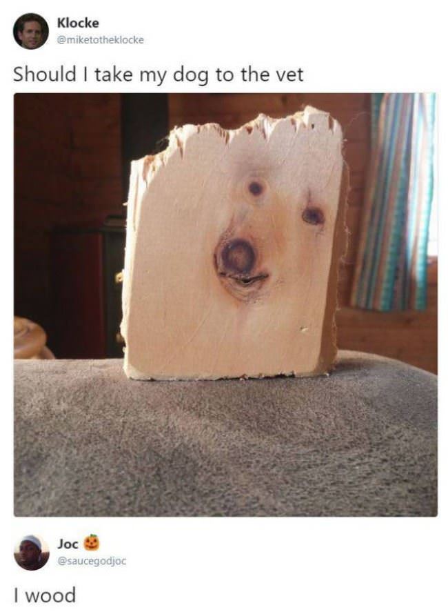 Should I Take My Dog