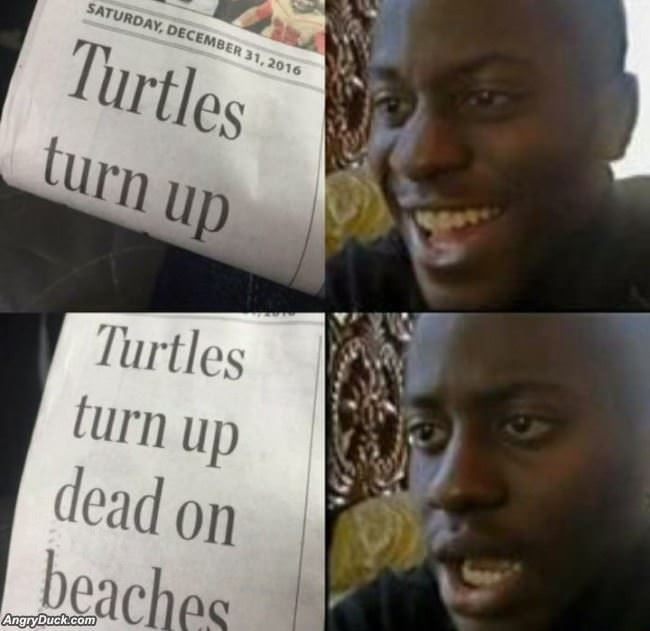 Turtles Turn Up