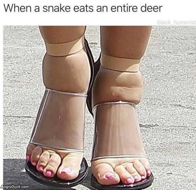 When A Snake Eats A Deer