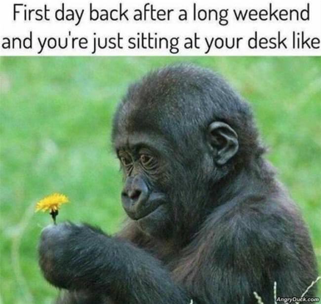 Back To Work After A Long Weekend