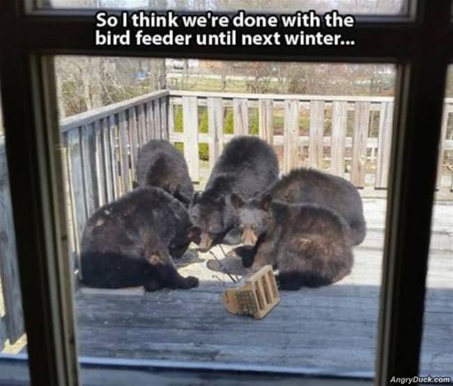 Done With The Bird Feeder