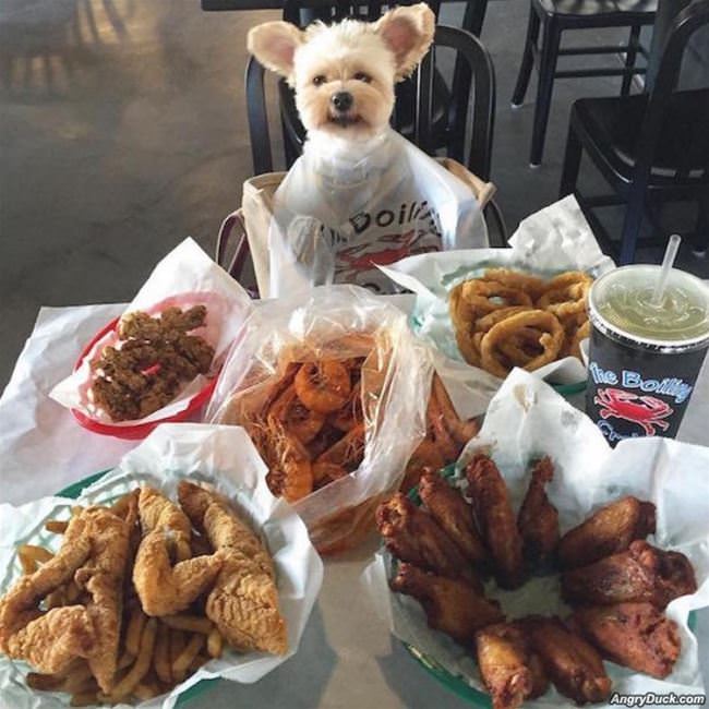 This Is A Very Happy Dog Right Now